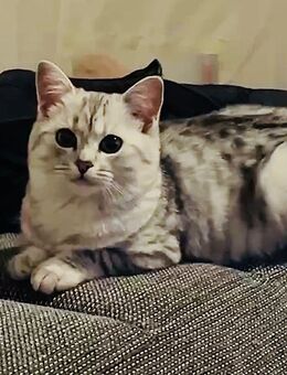 Britisch Kurzhaar Silver Tabby - Vaihingen (Enz) Zentrum