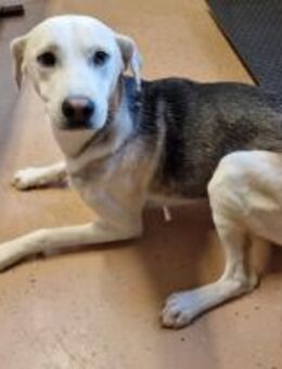 Achtung-hier kommt FINCH - Wettenberg