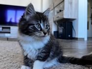 Maincoon Mix Kitten (mit Birma) - Kronach