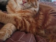 Maine Coon Kitten - Crimmitschau