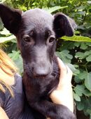 Jimmy sucht wieder neue Besitzer in 04435