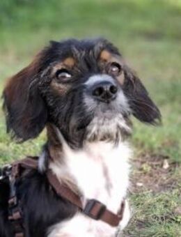 Kleinbleibende Keyla sucht ihre Chance? - Neuss