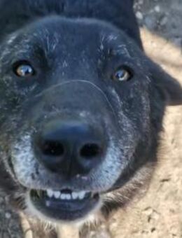 Willi - immer fröhlich - Dreikirchen