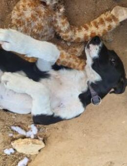 TAIGA - Wirbelwind sucht dich - Marienfließ