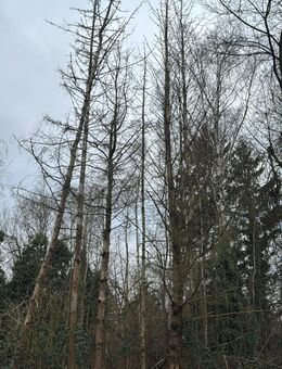 Bäume fällen gegen Holzmitnahme - Dortmund Schüren