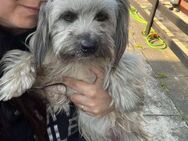 Elvis - Familienhund, mag Katzen - Blankenheim (Nordrhein-Westfalen)