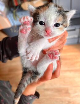 Kater Kätzchen kitten Glückskatze abzugeben Plau am See - Barkhagen