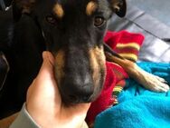 Kuschelmaus Astrid sucht Familie - Margetshöchheim