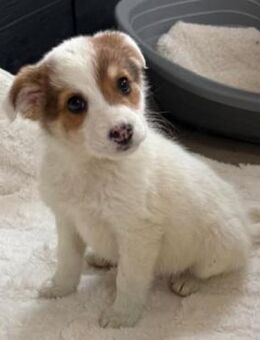 Ayla - kleine süße Maus - Velbert