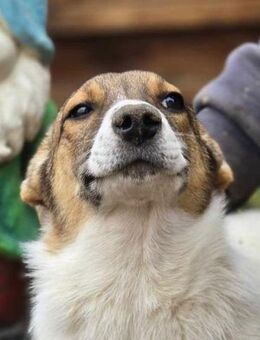 Tammy Zuckerpuppe sucht liebes Zuhause - Overath