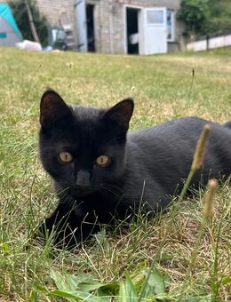 Suche liebevolles neues zu Hause für Kitten 4 Monate alt schwarz und schwarz weiss Freigänger Raum Seelow (Oderbruch) - Reitwein