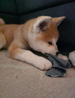 Akita Inu Welpe mit Erstausstattung & frischem Tierarzt Check-Up - Bremen