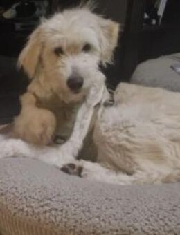 Filia 60 cm (Pflegestelle) - Alpenrod