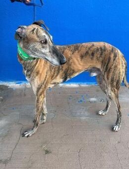 WALLY - aufgeschlossener Sonnenschein - Sulzbach-Laufen