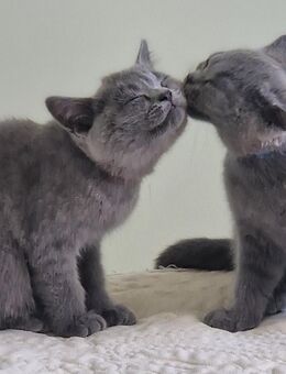 BKH-Kitten abgabebereit(3 Mädchen noch frei) - Berlin Lichtenberg