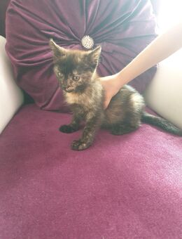 BKH kitten - Bad Bramstedt