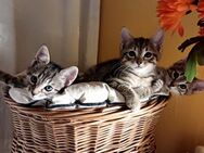 3 kleine Europäisch Kurzhaar Kätzchen, 2 m., 1 w., sind bereit für liebe Familien. - Berlin Lichtenberg