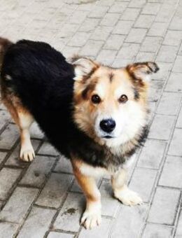 Malik,lieber Familienhund - Neuhausen (Spree)