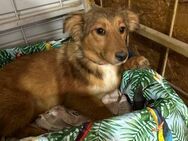 Maddy sucht ihre Menschen - Bissingen