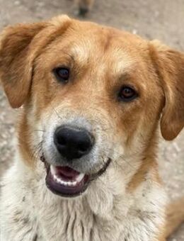 Imilo, geb. ca. 04/2024, GRIECHENLAND - Markdorf