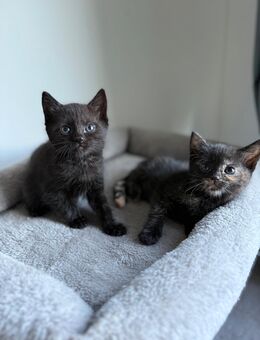 Ekh kitten - Blomberg (Nordrhein-Westfalen)
