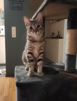 Junge katze - Kaiserslautern