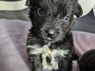 Pumba kleiner Zwerg sucht eine Familie - Laatzen