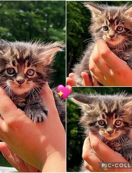 Reinrassige Maine Coon Kitten - Thalfang