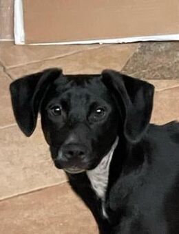 SCOTTIE sucht seine Herzensmenschen - Sulzfeld (Baden-Württemberg)