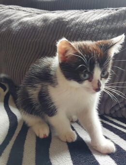 🐾 Süße Kätzchen suchen ein liebevolles Zuhause 🏡 - Krefeld