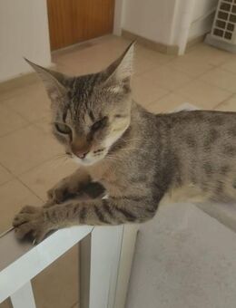 Lucia aus dem Tierschutz - Grevenbroich