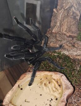 Chilobrachys sp.adult weiblich - Everswinkel