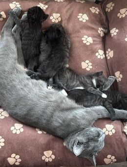 Kitten 6 Wochen alt - Breitscheid (Landkreis Neuwied)
