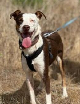 Bolota sucht aktive empathise Menschen - Untergruppenbach