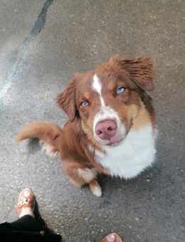 Australian Shepard (weiblich) zu verkaufen - Gunzenhausen