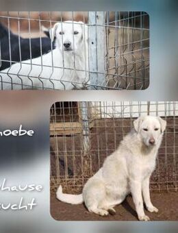 Phoebe - sucht erfahrene Menschen 🙏🏼 - Mannheim