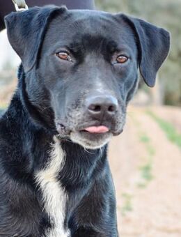 Soto möchte gerne den Zwinger verlassen - Laatzen