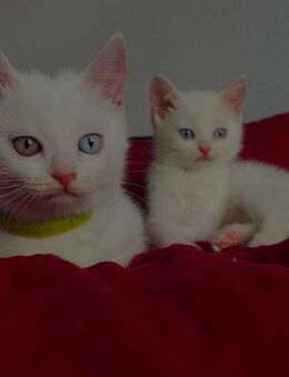 BKH-Mix Kitten dürfen sofort ausziehen ❤️ - Riesa