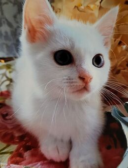 Siam- Mix Katerchen. Abgabebereit. - Saarbrücken