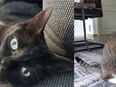 Lea & Quenny zwei weibliche Katzen suchen ein liebevolles Zuhause in 59425