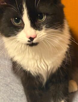 Liebevolle verschmuste Europäische Katzen (5 Monate alt ) abzugeben - Mannheim