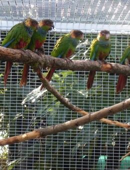 Blaulatzsittiche aus Hobbyzucht - Groß Miltzow