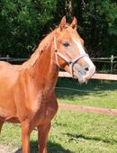 Reitponyhengst 2,5j. in Körqualität in 38690