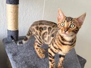 Bengal Kitten Spotted Tabby - Gifhorn