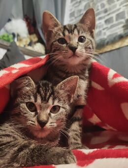 Kitten in allerbeste Hände - Ebersbach-Neugersdorf Neugersdorf