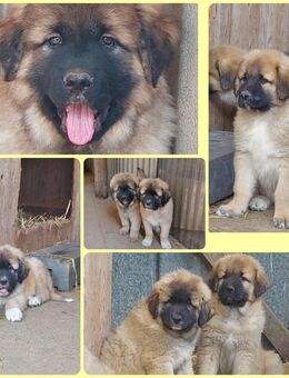 Germanische Bärenhunde Welpen - Escheburg