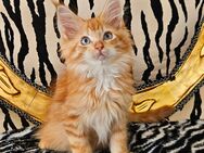 Mainecoon Kater blue eyes - Bestwig