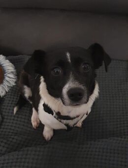 Lissy, verschmuste Mini-Hündin - Lindenberg (Rheinland-Pfalz)