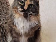 Maine Coon Mix Mädchen ( 2,5 J.) Kastriert - Mainhardt