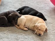 Labrador Retriever Welpen - Nettetal